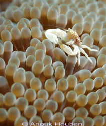Small porcelain crab, Neopetrolisthes maculatus. Picture ... by Anouk Houben 